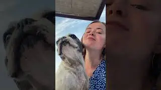Животные - любовь ❤️