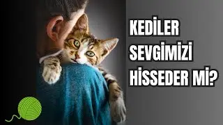 Kediler Sevgimizi Hisseder mi? | Kediler Duygularımızı Anlar Mı ?