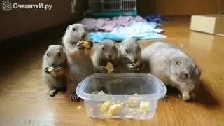 Луговые собачки и кукуруза