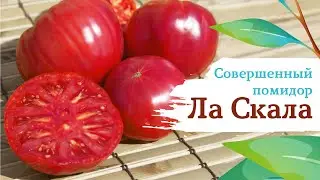 Ла Скала - совершенный томат!