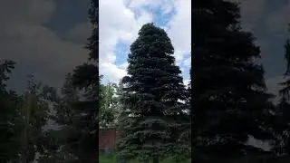 топиарная первая стрижка елей колючих!