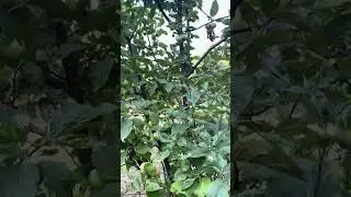 Dami namin ma harvest sa bundok 😍