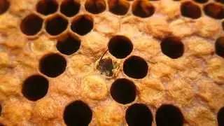 Рождение пчелы. The birth of bees.