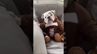 Motu cute dogieee❤💖🥺soo cute motu dog❤😍#shorts #cutedog #short #youtubeshorts #cutefatdogs