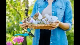 Чтобы из сборных семян выросли цветы начинаю Сушить семена цветов как аграрий