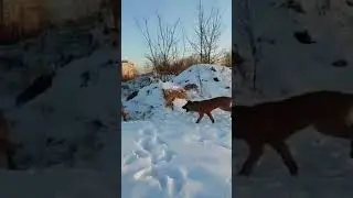 Хэд Шико Д-помёт.