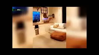 The small dude thinks he can fly