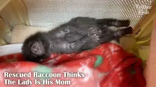 Rescued Raccoon Thinks The Lady's His Mom (Part 1) | Kritter Klub