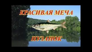 Русская Рыбалка 3.99 Ловим Пузанка
