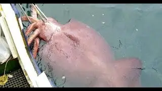 Cận cảnh câu mực siêu to khổng lồ cuttlefish - Squid Part 2|| Quái vật mực trên biển