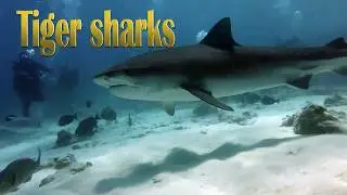 Diving with tiger sharks. Fuvahmulah.