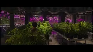 Мэтью в шоке от супер скрытой фермы Майкла - Джентльмены (2019)