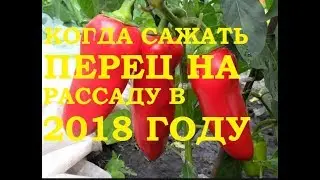 Когда сажать перец на рассаду в 2018 году