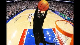 НЕРЕАЛЬНО КРУТОЙ КОТ БАСКЕТБОЛИСТ ПРОБРАЛСЯ В МОИ ВИДЕО!!!!