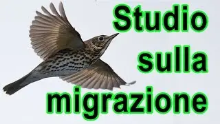 Studio sulla Migrazione degli uccelli a gatteo mare