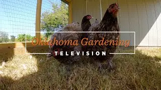 Oklahoma Gardening #4848 (05/28/22)