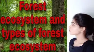 #Forest