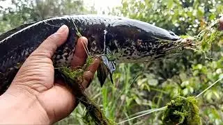 Mancing Ikan Gabus sama Bocil