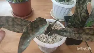 Обзор моих сансевиерий.