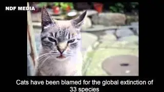 Strange Facts About Cats 2