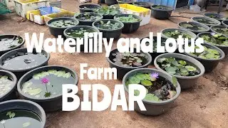 My Lotus n lilly Farming...In BIDAR |waterlilly|Lotus|Gardening