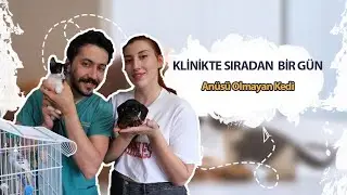 ÜÇ BİRDEN ÜSTÜNDÜR: Anüsü Olmayan Kedi Olur mu?