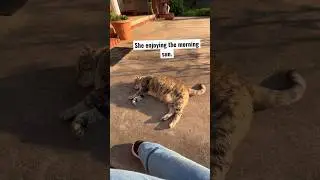 THIS CAT ENJOYING THE MORNING SUN ☀️ #shortvideo  #youtubeshorts  #tabbycat #catlife  #buhayamerica