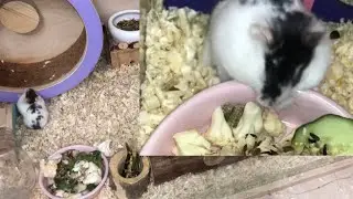 Тайная жизнь хомяка Лизи