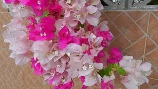 Мое утро, Bougainvillea, бугенвиллия, Андалусия Испания, 03/08/2015