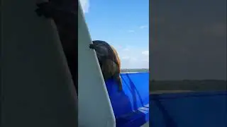 Обезьяна на борту. (ПОЛНОЕ ВИДЕО НА КАНАЛЕ). 