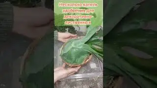 #Platycerium #Папоротники #Платицериум #Оленийрог #Superbum #поливрастений #растения #цветы
