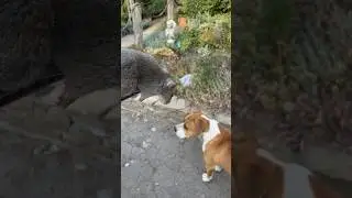 Кто еду ворует? #мышь #пес #dogs #life #юмор #top #humor #diy #petdiy #собака #смешныеживотные #юмор