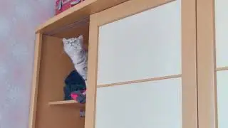 小猫咪到底有多淘气，衣柜里上蹿下跳太嚣张