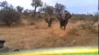 Elephant rampage caught on camera.