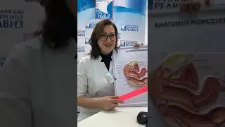 Болезненная менструация