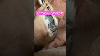 КОТЁНОК СПИТ С СОБАКОЙ😻😂😻 