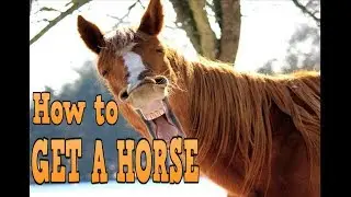 Kingdom Come Deliverance how to get a horse FREE