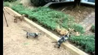 Amputee Woman RAK Tasha Cape