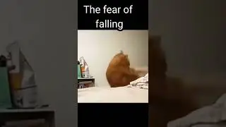 the fear of falling
