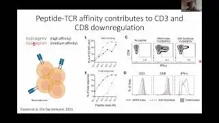 Genevieve Clutton: CD3 downregulation identifies high-avidity human CD8 T cells