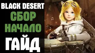 Black Desert Гайд Сбор с нуля. Ивент на Сбор!