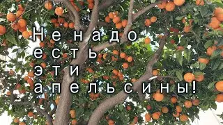 Не ешьте эти апельсины! Лучше купите другие в магазине