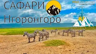 Сафари в Танзании.Кратер Нгоронгоро.
