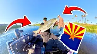 EXTREMELY Shallow River Holds GIANT Fish in Arizona
