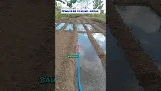 persiapan tanam bawang