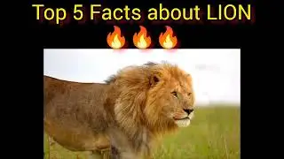 Lions 101😱😲#facts #gk #lions#youtube#education