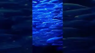 Aquarium Donostia