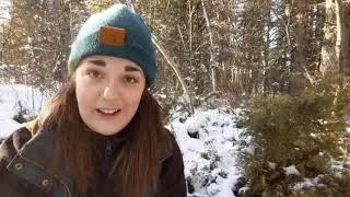 A Look at Juniper (Juniperus communis) - Herb of the Month Club