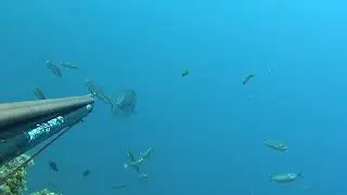 Akya Avı - Amberjack Hunting