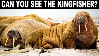 NO ONE CAN FIND ALL THE HIDDEN ANIMALS!!5 | FIND THE HIDDEN ANIMALS GAME  |100% FAIL | BRAIN TEST